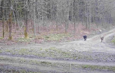 Image d'un piège photographique