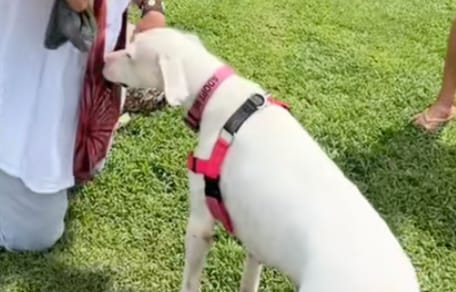 Aulani la chienne