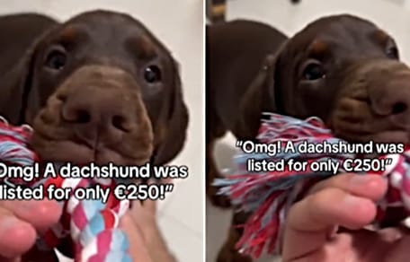 Aus Dackel wird Dobermann