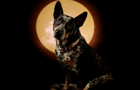 Vet shares advice for pet owners as solar eclipse approaches