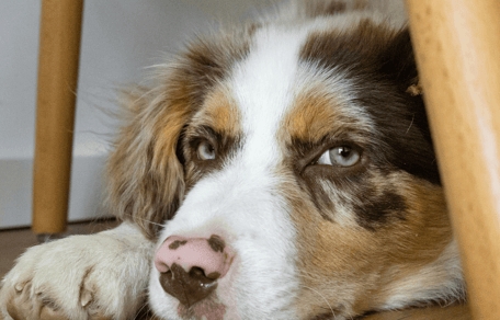 Australian Shepherd hiding under a chair