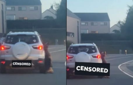 Car drags dead dog behind it