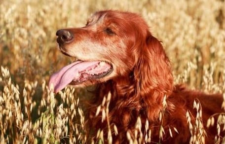chien dans un champ d'avoine