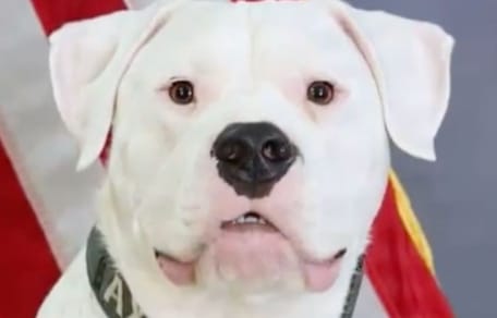 Axel le chien