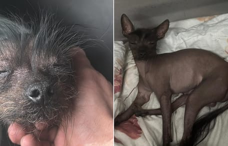 Baasje in Schiedam op zoek naar Peruaanse naakthond die mogelijk gestolen is