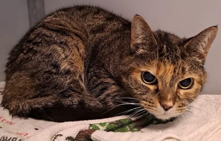 Baasjes na 11 jaar weer herenigd met poes Gina