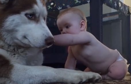 Bimbo con un Husky