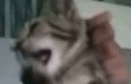 Babykatze für Likes gequält
