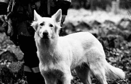 Bagira, pies z OSP Goszcza