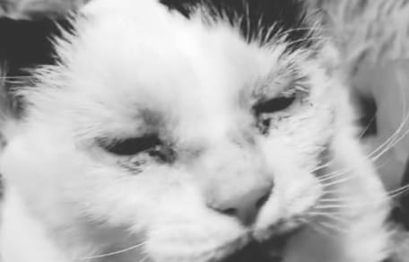 Kater Baly