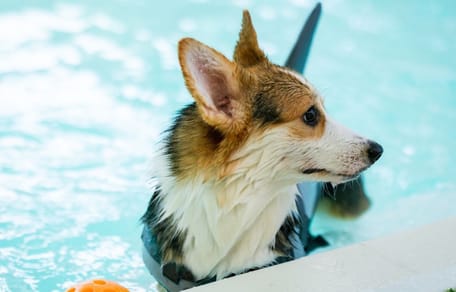bañador para perros