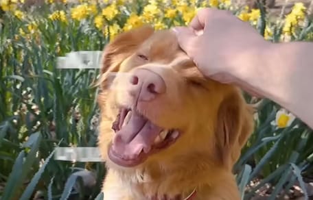 Bande annonce Good Boy