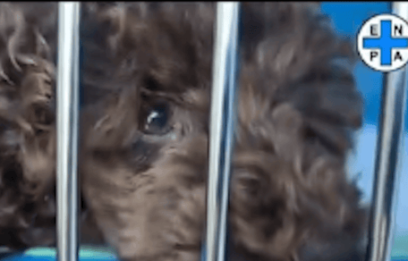 barboncino in gabbia