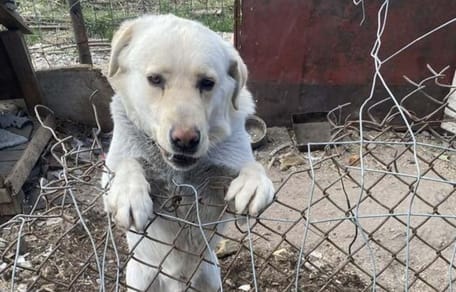 Baron, pies który wygląda prawie jak labrador