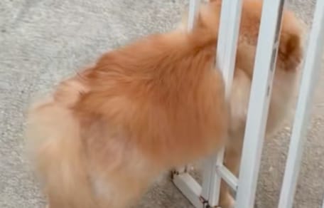 Sicherheitsgitter für Hunde