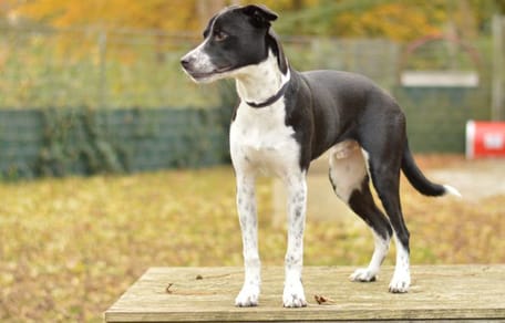 Bas is op zoek naar een nieuw thuis. Adopteer jij hem?