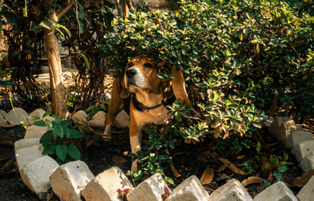 Beagle hiding in bushes in garden