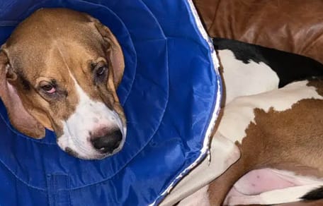 Beagle mit Halskrause