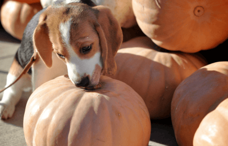 Beagle puppy sniffing a pumpkin