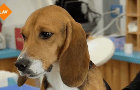 Beagle salvato