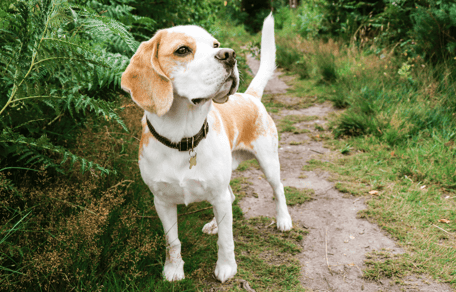 Beagle standing on grass