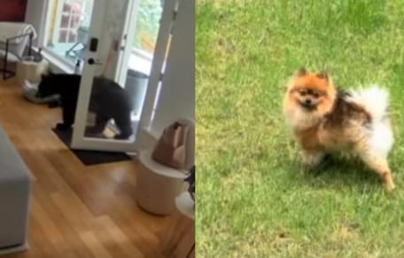 Bear entering house and pomeranian