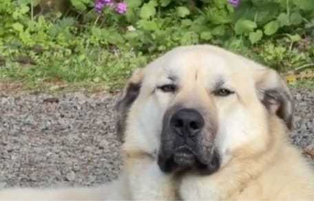 Bear, el perro