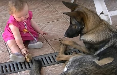 bimba che gioca con pastore tedesco