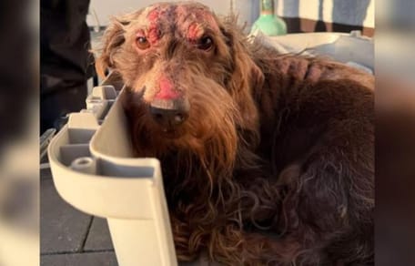 Großbrand im Wohnhaus: Die Rettung der Dackel ist ein Wunder, doch ihr Anblick schockiert alle