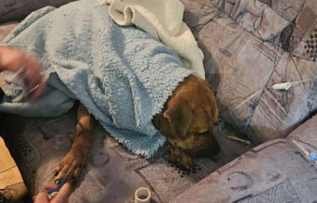 Bei illegalen Kämpfen verletzter Hund