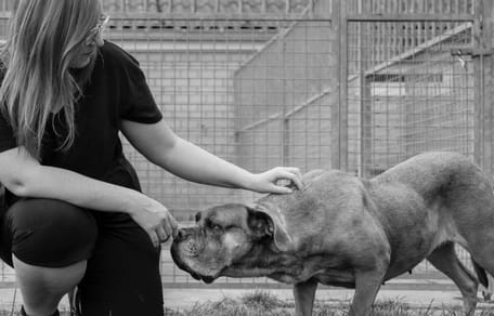 Belgische fotograaf zet 6 asielhonden in het zonnetje die al veel te lang in het asiel zitten