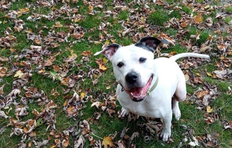 Bella is op zoek naar een nieuw thuis. Adopteer jij haar?