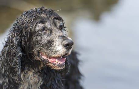 beneficios-de-adoptar-un-perro-mayor