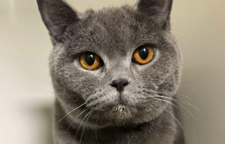 Benito chat