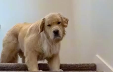 Benny le Golden Retriever