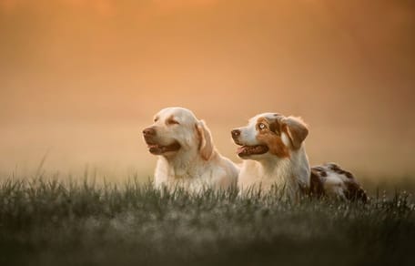 Berger australien et Golden Retriever