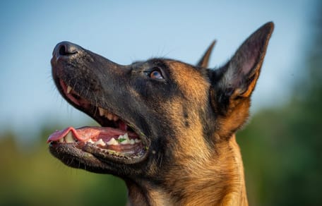 Owczarek belgijski malinois