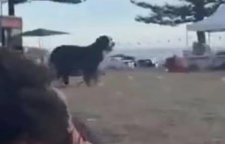 Berner Sennenhond blijft bij baasje tijdens aanval Bondi Beach