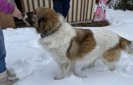 Bernhardiner im Harz gefunden