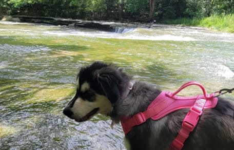 Bess la chienne