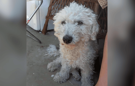 Bichon Frise in rescue in Romania