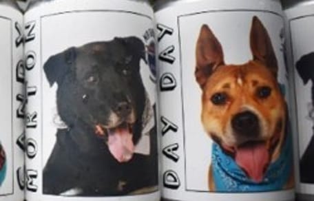 canette biere chien refuge