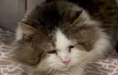 Big Ben le chat