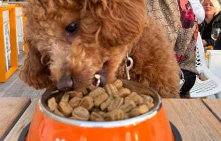Bij dit restaurant bestellen honden gewoon van de kaart
