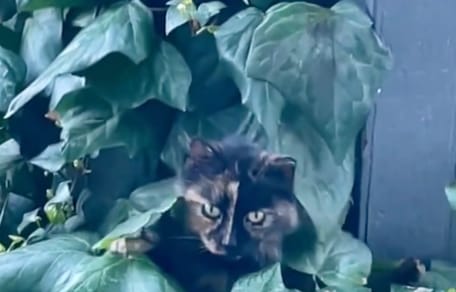 Birdie the cat