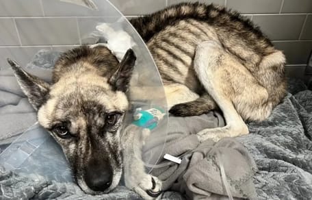 Bis aufs Skelett abgemagerter HUnd