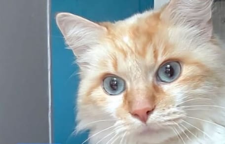 Kater Biscuit