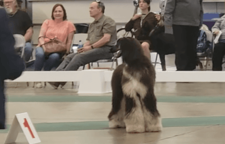 Lebrel afgano negro de pie en una exposición canina
