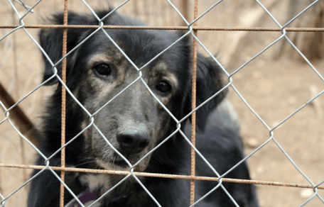 Black and tan dog in rescue