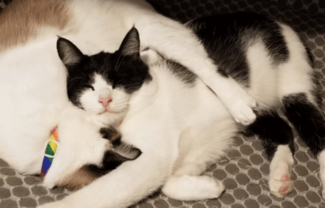 Black and white cat curled up with brown and white cat